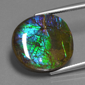 Ammolite naturale multicolore da 16,73 ct, taglio ovale, opaco