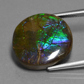 Ammolite naturale multicolore da 16,73 ct, taglio ovale, opaco