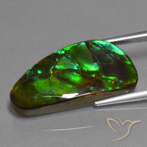 Ammolite Multicolore naturale da 23.45 ct, Taglio a fantasia, Opaco