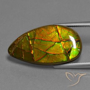 Ammolite multicolore naturale da 19,40 ct, forma fantasia, opaco