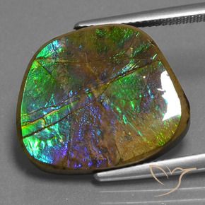 Ammolite Multicolore naturale da 14.96 ct, Taglio a fantasia, Opaco