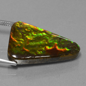 Ammolite naturale multicolore da 20,75 ct, trillion, opaco