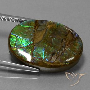 Ammolite Multicolore naturale da 18.60 ct, Ovale, Opaco