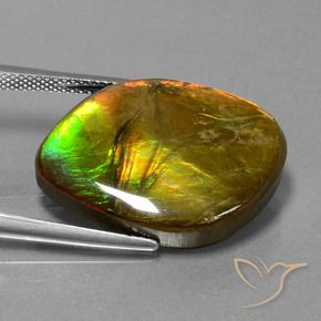 Ammolite Multicolore naturale da 16.27 ct, Taglio a fantasia, Opaco