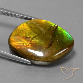 Ammolite Multicolore naturale da 16.27 ct, Taglio a fantasia, Opaco