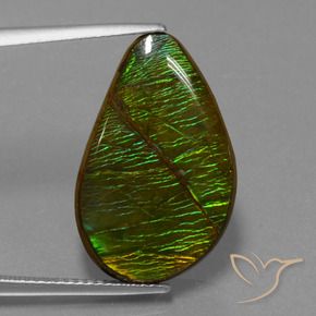 Ammolite Multicolore naturale da 13.12 ct, Taglio a fantasia, Opaco