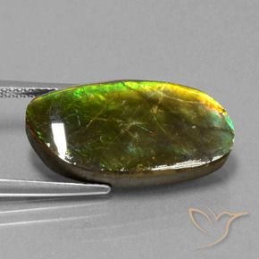 Ammolite Multicolore naturale da 11.74 ct, Taglio a fantasia, Opaco