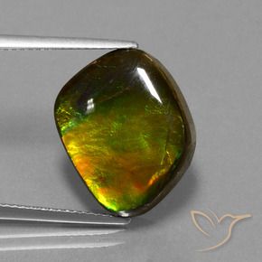 Ammolite Multicolore naturale da 11.27 ct, Forma fantasia, Opaco