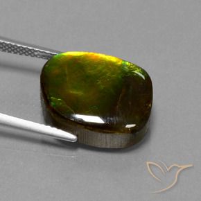 Ammolite Multicolore naturale da 11.27 ct, Forma fantasia, Opaco