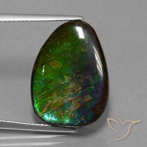 Ammolite Multicolore naturale da 14.77 ct, Taglio a fantasia, Opaco