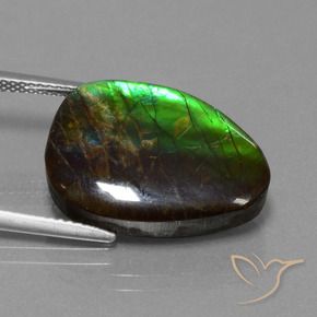 Ammolite Multicolore naturale da 14.77 ct, Taglio a fantasia, Opaco