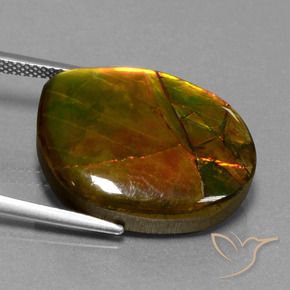 Ammolite Multicolore naturale da 15.55 ct, Taglio a fantasia, Opaco
