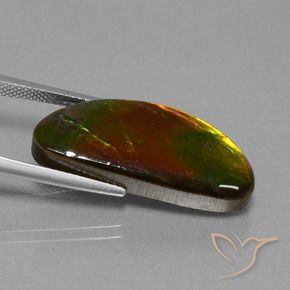 Ammolite Multicolore naturale da 14.62 ct, Taglio a fantasia, Opaco