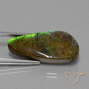 Ammolite Multicolore naturale da 16.23 ct, Taglio a fantasia, Opaco