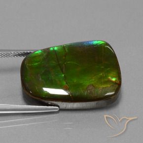 Ammolite Multicolore naturale da 23.19 ct, Taglio a fantasia, Opaco