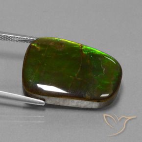 Ammolite Multicolore naturale da 23.19 ct, Taglio a fantasia, Opaco
