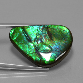 Ammolite multicolore naturale da 24,56 ct, trillion, opaco