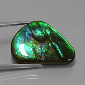 Ammolite multicolore naturale da 24,56 ct, trillion, opaco