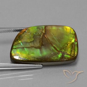 Ammolite Multicolore naturale da 21.06 ct, Taglio a fantasia, Opaco