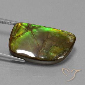 Ammolite Multicolore naturale da 21.06 ct, Taglio a fantasia, Opaco