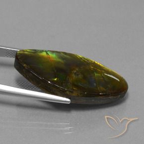 Ammolite Multicolore naturale da 19.04 ct, Taglio a fantasia, Opaco