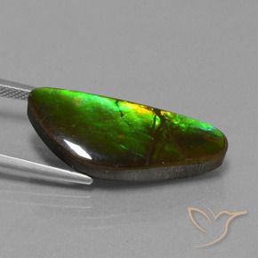Ammolite Multicolore naturale da 10.78 ct, Taglio a fantasia, Opaco