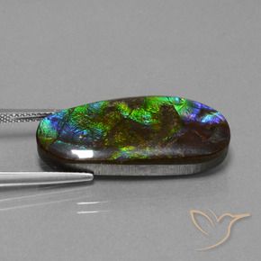 Ammolite Multicolore naturale da 16.37 ct, Taglio a fantasia, Opaco