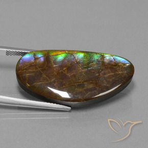 Ammolite Multicolore naturale da 26.24 ct, Taglio a fantasia, Opaco