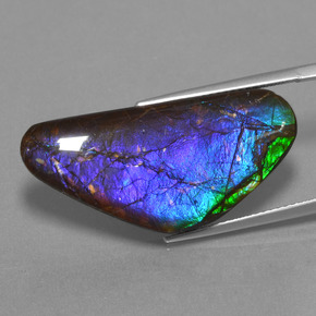 Ammolite Multicolore naturale da 18.58 ct, Forma fantasia, Opaco