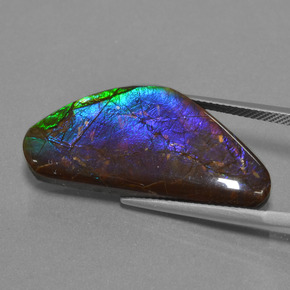 Ammolite Multicolore naturale da 18.58 ct, Forma fantasia, Opaco