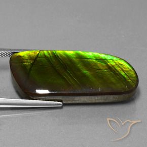 Ammolite Multicolore naturale da 25.90 ct, Taglio a fantasia, Opaco