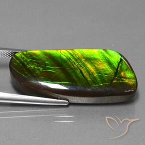 Ammolite Multicolore naturale da 25.90 ct, Taglio a fantasia, Opaco