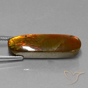 Ammolite Multicolore naturale da 10.96 ct, Taglio a fantasia, Opaco