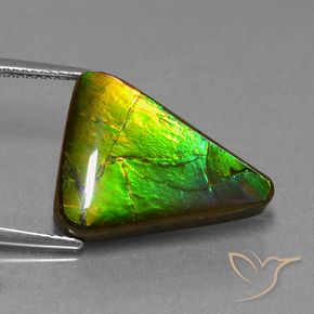 Ammolite naturale multicolore da 11,34 ct, trillion, opaco