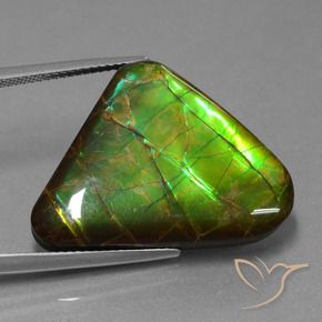 Ammolite Multicolore naturale da 21.83 ct, Taglio trillion, Opaco