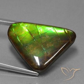 Ammolite Multicolore naturale da 21.83 ct, Taglio trillion, Opaco
