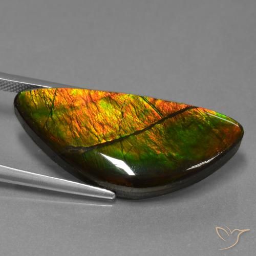 Ammolite Multicolore naturale da 19.31 ct, Taglio a fantasia, Opaco