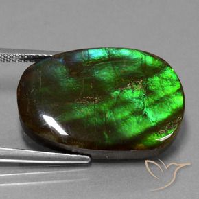 Ammolite Multicolore naturale da 16.23 ct, Taglio a fantasia, Opaco