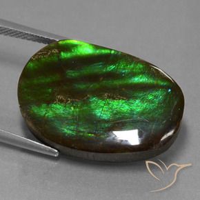 Ammolite Multicolore naturale da 16.23 ct, Taglio a fantasia, Opaco