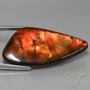 Ammolite Multicolore naturale da 23.09 ct, Taglio a fantasia, Opaco