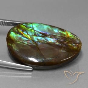 Ammolite Multicolore naturale da 27.74 ct, Taglio a fantasia, Opaco