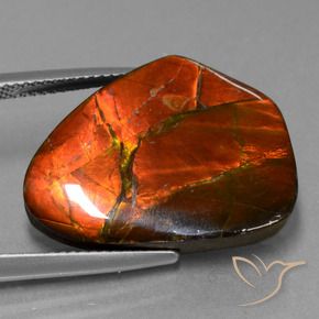 Ammolite Multicolore naturale da 15.20 ct, Taglio a fantasia, Opaco