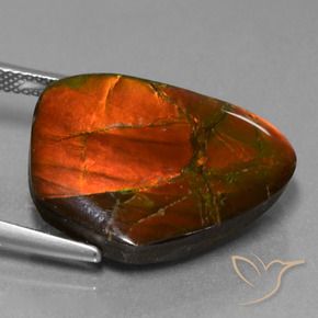 Ammolite Multicolore naturale da 15.20 ct, Taglio a fantasia, Opaco