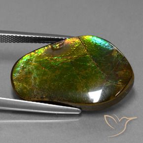 Ammolite Multicolore naturale da 17.83 ct, Taglio a fantasia, Opaco