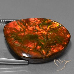 Ammolite Multicolore naturale da 25.32 ct, Taglio a fantasia, Opaco