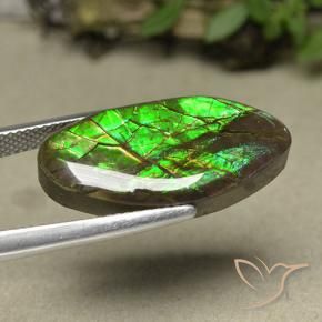 Ammolite Multicolore naturale da 12.62 ct, Taglio a fantasia, Opaco