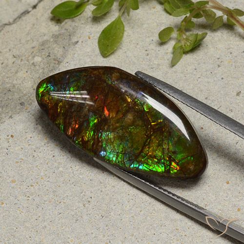 20.58ct Naturale Multicolore Ammolite, Taglio a fantasia, Opaco