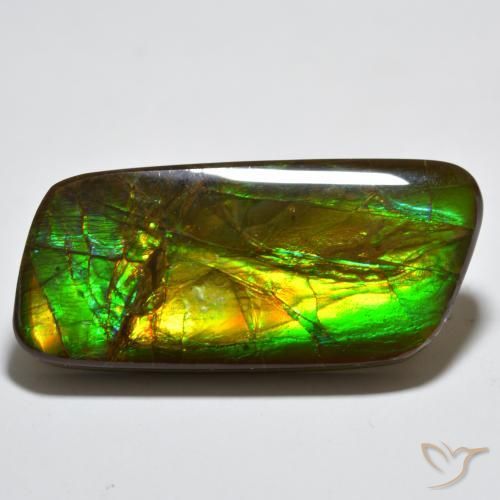 Ammolite Multicolore naturale da 23.38 ct, Taglio a fantasia, Opaco