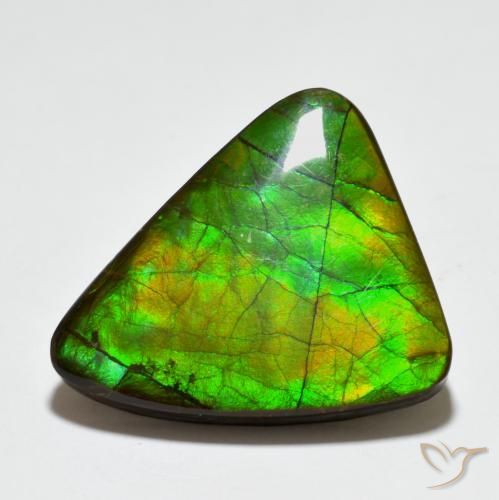 Ammolite Multicolore naturale da 20.44 ct, Taglio a fantasia, Opaco