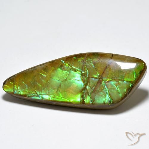 Ammolite Multicolore naturale da 24.80 ct, Taglio a fantasia, Opaco